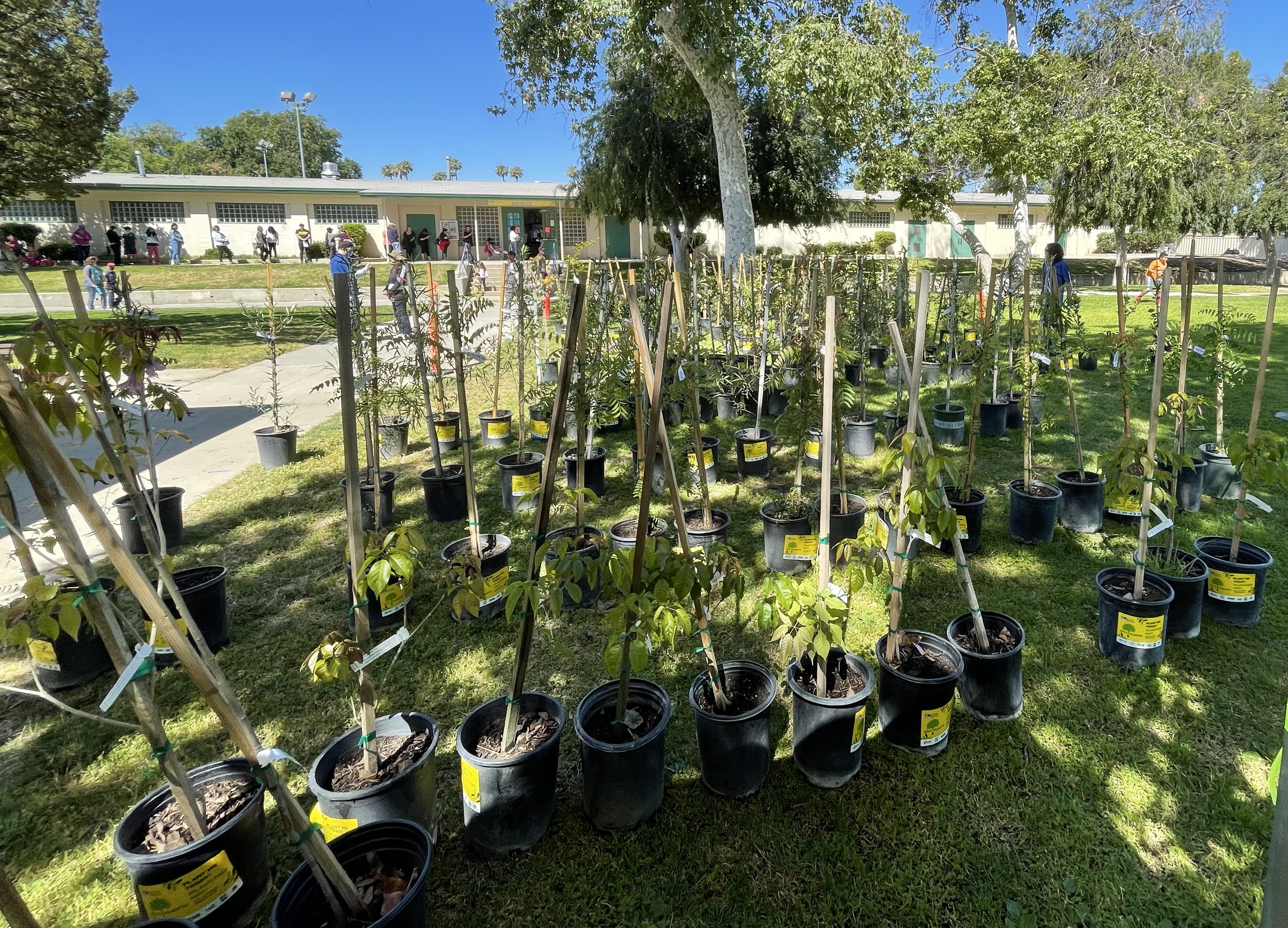 Assortment of available trees
